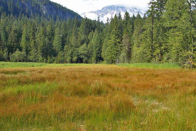 Spring hikes are great for seeing the wildflowers