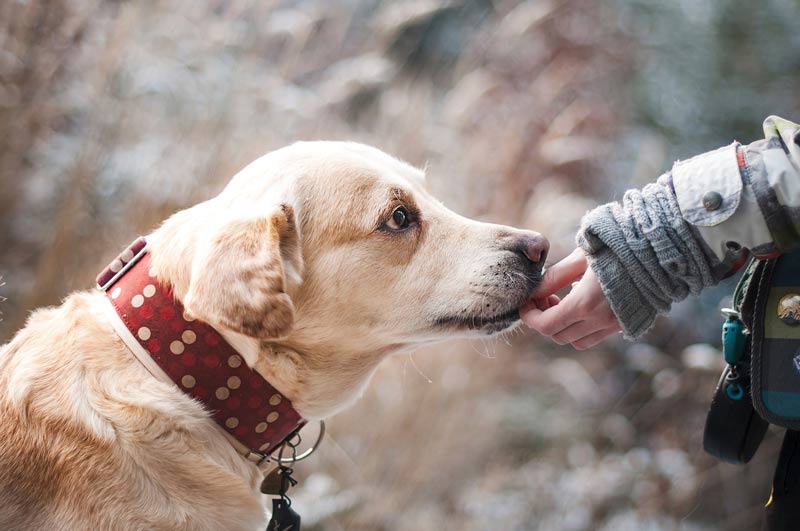dog with a collar