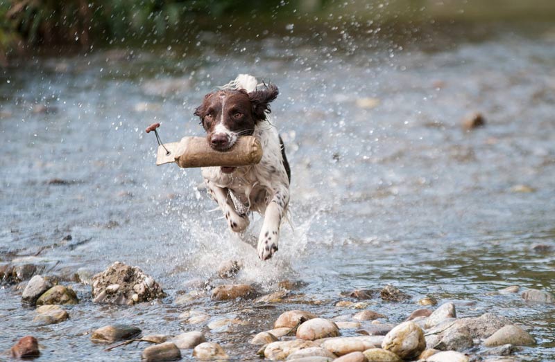 Mt. Rainier pet-friendly lodging